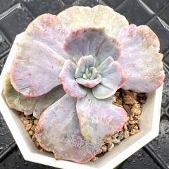 Real & Unique | Echeveria Pollux variegata