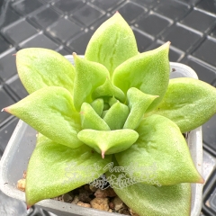 Real & Unique | Echeveria Agavoides Wrinkle Maria