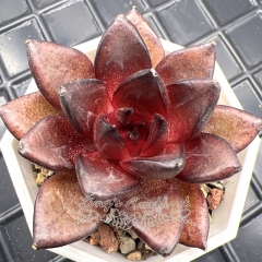 Real & Unique | Echeveria 'Rossi'