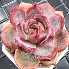 Real & Unique | Echeveria 'Lovebirds'