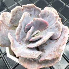 Real & Unique | Echeveria Pollux variegata