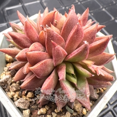 Real & Unique | Echeveria halbingeri Walther × Echeveria purpusorum