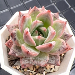 Real & Unique | Echeveria 'Blue Bird Champagne'