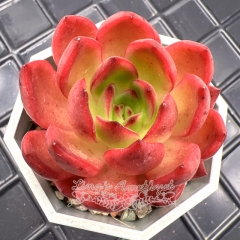 Real & Unique | Echeveria 'red lantern'