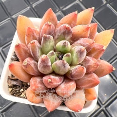 Real & Unique | Echeveria 'Black Ghost'