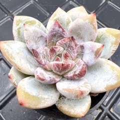 Real & Unique | Echeveria Monroe sp ( 'Snow angel' )