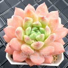 Real & Unique | Echeveria 'fragrant citrus'