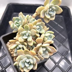 Real & Unique | xGraptosedum 'egg tart'/'Chloe'