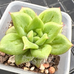 Real & Unique | Echeveria Agavoides Wrinkle Maria