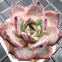 Real & Unique | Echeveria 'Lovebirds'