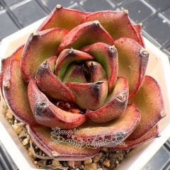 Real & Unique | Echeveria 'Obsidian'