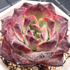 Real & Unique | Echeveria 'Purple Moon'