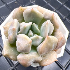 Real & Unique | Echeveria choux cream / cream puff