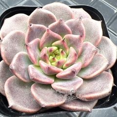 Real & Unique | Echeveria 'Divine Flute'