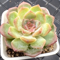 Real & Unique | Echeveria 'ice soul' - 'Ice Grape'