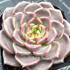 Real & Unique | Echeveria 'Divine Flute'