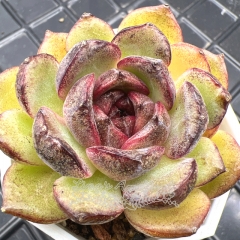 Real & Unique | Echeveria 'Purple Sugar Rose'