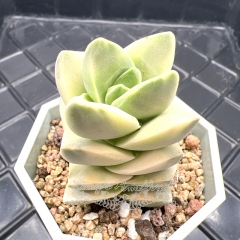 Real & Unique | Crassula 'Moonglow' variegata