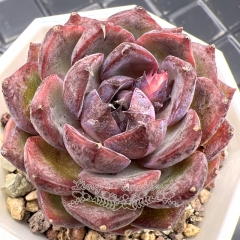 Real & Unique | Echeveria 'Blueberry'