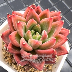 Real & Unique | Echeveria 'Red Lotus'