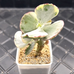 Real & Unique | Cotyledon undulata var.variegata