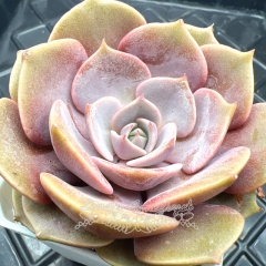 Real & Unique | Echeveria 'Pink butterfly'