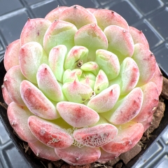 Real & Unique | Echeveria 'Honey'/ 'Hani'