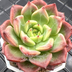 Real & Unique | Echeveria 'Starry Night'