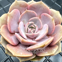 Real & Unique | Echeveria 'Pink butterfly'