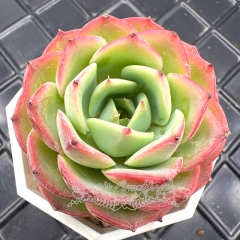 Real & Unique | Echeveria 'Flowery'