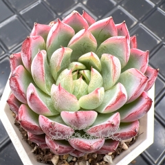 Real & Unique | Echeveria 'Purple Frost'