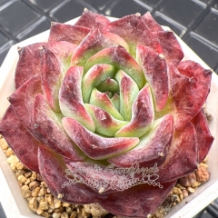 Real & Unique | Echeveria 'Purple Moon'