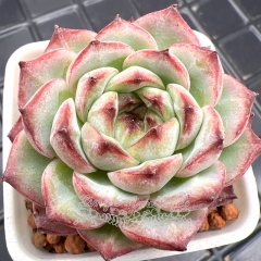 Real & Unique | Echeveria 'Holy Virgin'