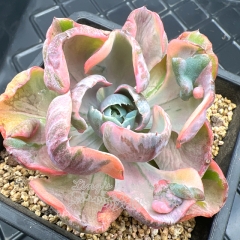 Real & Unique | Echeveria Rain Drops variegata