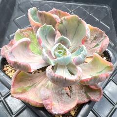 Real & Unique | Echeveria Rain Drops variegata