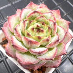 Real & Unique | Echeveria 'Holy Virgin'