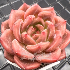 Real & Unique | Echeveria 'Orange Champagne'