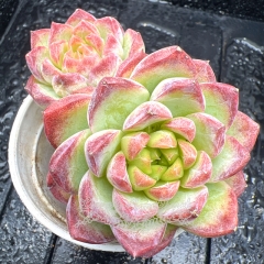 Real & Unique | Echeveria Queen