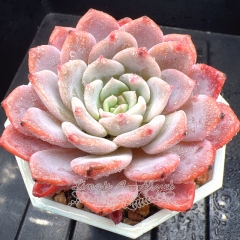 Real & Unique | Echeveria 'Neon dresses'