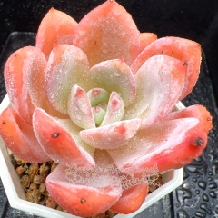 Real & Unique | Echeveria 'Snow Love'