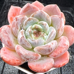 Real & Unique | Echeveria 'Exquisite Ice'