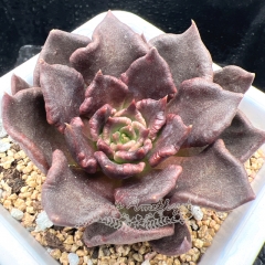 Real & Unique | Echeveria Black Madiba