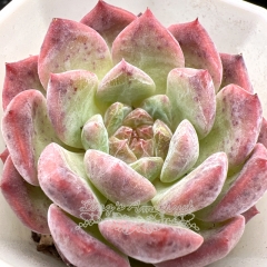 Real & Unique | Echeveria 'ice soul' - 'Pink Crystal'