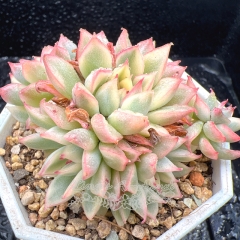 Real & Unique | Echeveria 'Mebina' variegata