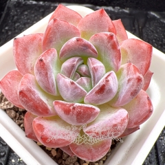 Real & Unique | Echeveria 'Strawberry Almond'