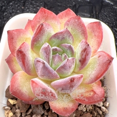 Real & Unique | Echeveria 'Strawberry Almond'