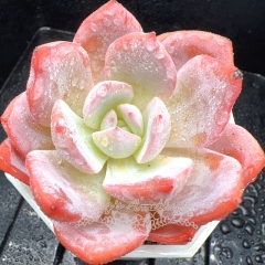 Real & Unique | Echeveria 'Snow Love'