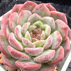 Real & Unique | Echeveria 'ice soul' - 'Pink Crystal'