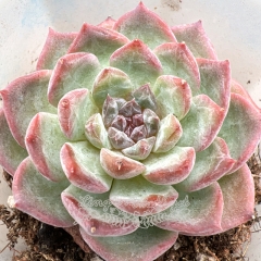 Real & Unique | Echeveria 'ice soul' - 'Ice Grape'