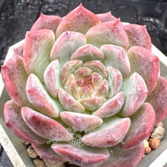 Real & Unique | Echeveria 'ice soul' - 'Pink Crystal'